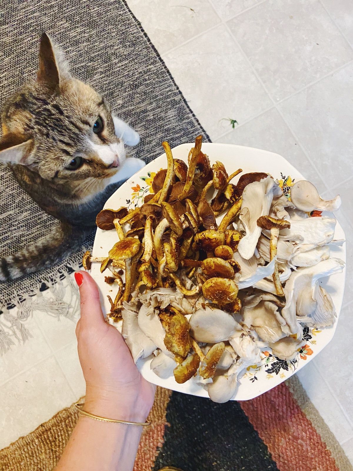 pork chops with tangy mushrooms